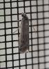 Phycitodes sp.